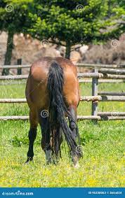 Cul de cheval image stock. Image du prairie, animal, poney - 95330063