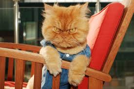Angry Kitty Komik Hayvan Fotograflari Somurtkan Kediler Kedi