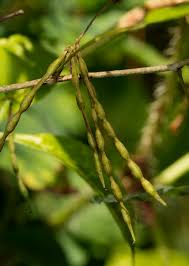 Image result for Indigofera ormocarpoides