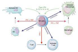 Functions Of Natural Killer Cells Nature Immunology