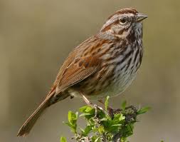 Birds Of A Feather Song Song Sparrow Songs And Calls