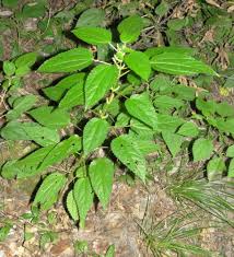 Image result for Urticaceae
