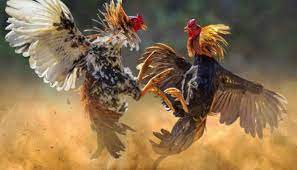 Bentuk dan model kaki ayam petarung pukul saraf ko bentuk ciri kaki ayam bangkok pukul mati ayambangkok org 2021 ayam ini terkuat dan tertangguh di banding dengan ayam petarung lainya karena : Ayam Pukul Mematikan Ko Karakteristik Sisik Kelebihan Melatih