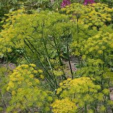 Dill seeds should be sown directly into the garden (dill puts down a taproot, so like carrots, it doesn't transplant well) after the threat of frost has passed in the spring. Dill Anethum Graveolens De Bolster Organic Seeds