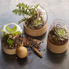 Glass Terrariums Wood Base Glass Terrarium Terrarium Air Plant Terrarium