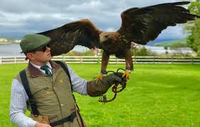Irish Birds Of Prey Images Dingle Falconry In 2020 Falconry Large Dog Breeds Irish Wolfhound