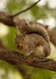 Squirrel In Tree A Squirrel On A Tree Branch With A Fruit Stone In Its Mouth Sponsored Affiliate Ad Tree Stone Squirrel Tree Stock Photography Free