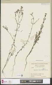 Image result for Hypericum lalandii