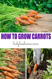 I've frozen carrots but they seem so rubbery after being cooked. The Complete Guide To Growing Carrots Lady Lee S Home
