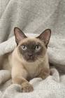 Tonkinese Breeders - Tonkinese Kittens for Sale