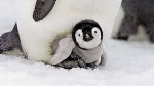 Met een kindercamera kunnen ze mooie momenten beleven. Hd Wallpapers Dieren Achtergronden
