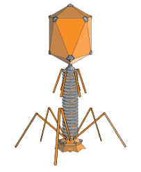 Bacteriophage Wikipedia