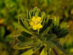 Image result for Surianaceae