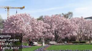 We did not find results for: Plant Profile Saucer Magnolias Youtube