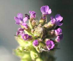 Image result for Buchnera speciosa