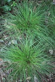 Image result for Carex sp.no.1