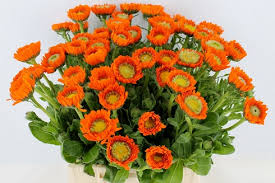 Der erfolg von oranje blumen ist einfach zu beschreiben: Calendula Oranje Flora United International