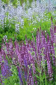 Three Dogs In A Garden Garden Of Eve Plant Combinations Salvia