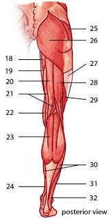 Posted on december 24, 2018december 24, 2018. Pin On Nursing Musculoskeletal System