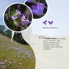 Image result for Triclisia