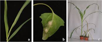 Maybe you would like to learn more about one of these? Detection Of Infectious Brome Mosaic Virus In Irrigation Ditches And Draining Strands In Poland Springerlink