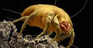 The key for controlling them is to remove any existing nests gc termite control also offers san diego pest control services for commercial properties and businesses like: Bird Mites Forever Ozone