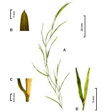 Image result for Potamogeton pusillus