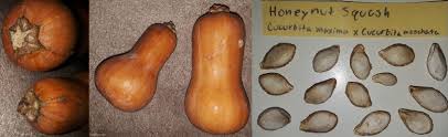 Image result for Cucumis kalahariensis