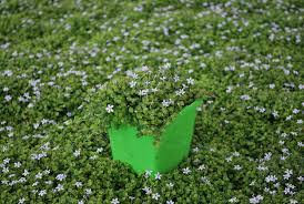 Image result for Isonema infundibuliflorum