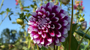 Image result for Dahlia sp. (cultivar)