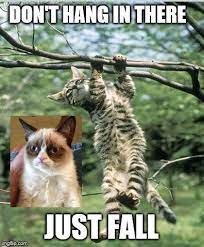 Pin On Grumpy Cat
