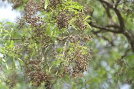 Image result for Heteropyxis natalensis