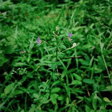 Image result for Cleome rutidosperma