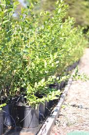 Maybe you would like to learn more about one of these? Blueberry Plants For Farms Bluegrass Blueberries