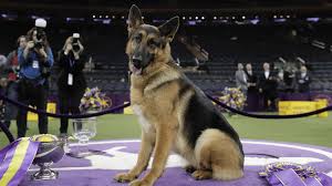 We did not find results for: German Shepherd From Wisconsin Wins Best In Show At Westminster Mpr News