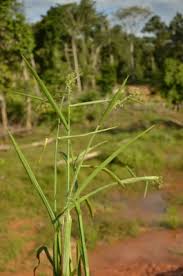 Image result for Fuirena stricta