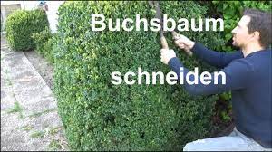 Sie können ihre buchsbäume von ende februar bis anfang oktober schneiden. Buchsbaum Schneiden Buxus Zuruckschneiden Formschnitt Ruckschnitt Youtube