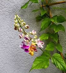 Image result for Cochliasanthus caracalla