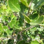 Image result for Searsia lucida