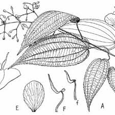 Image result for Ochthocharis dicellandroides