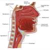 What are the signs of throat (laryngeal) cancer? 1