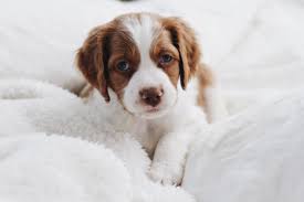 Puppies are sold with 36 month health guarantee against. Brittany Spaniel Blog Rachel Awtrey