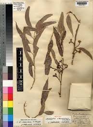 Image result for Eucalyptus cloeziana