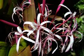 Image result for Crinum walteri