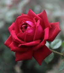 Mh8920 Shop Redbubble Beautiful Rose Flowers Beautiful Roses Beautiful Red Roses