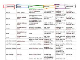 Lower Leg Muscles Chart Sports Medicine Showme