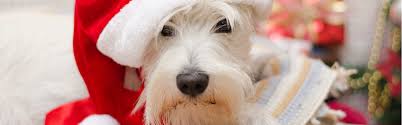 United states 2020 holiday calendar with all major holidays and observances. Winter Holiday Pet Safety American Veterinary Medical Association