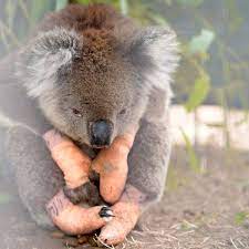 Die tierwelt australiens hat jedoch noch einiges mehr zu bieten, denn hier leben unzählige verschiedene tierarten, von denen die meisten nirgendwo sonst auf der welt vorkommen. Australien Und Buschfeuer Spenden Wir Haben Zu Viele Koala Faustlinge Der Spiegel