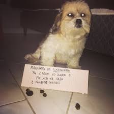 18 Cachorros Que Aprontaram E Receberam A Plaquinha Da Vergonha