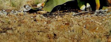 Image result for Napoleonaea gossweileri